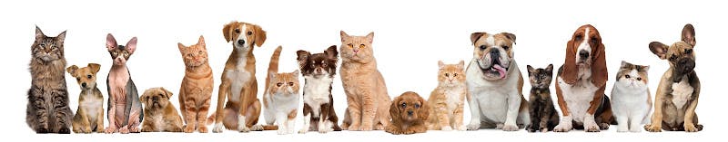 Dog day care center Affordable Animal Hospital Covina West Covina