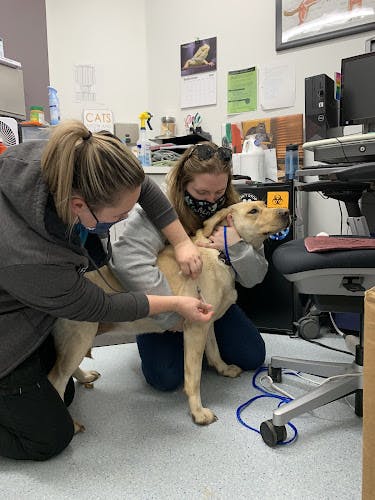 Dog day care center Alaska SPCA Clinic Anchorage