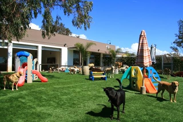 Dog day care center Dioji K-9 Resort & Athletic Club Santa Maria