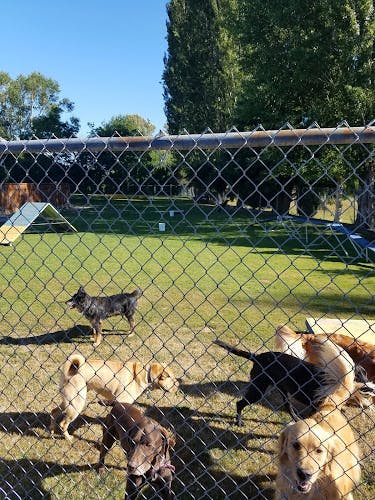 Dog day care center Doggy Come Play: Daycare Renton