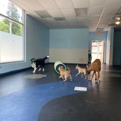 Dog day care center Dogville Vermont Portland