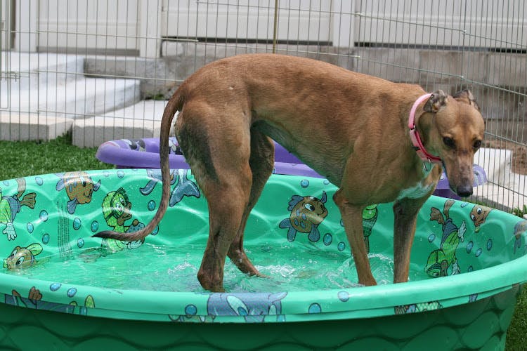 Dog day care center Greyhound Adoption Center El Cajon