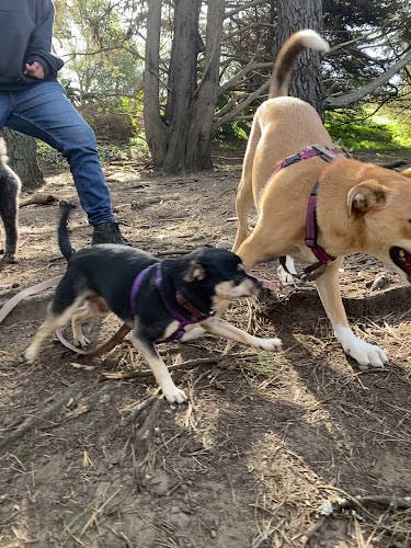 Dog day care center Hang Around Hound San Francisco