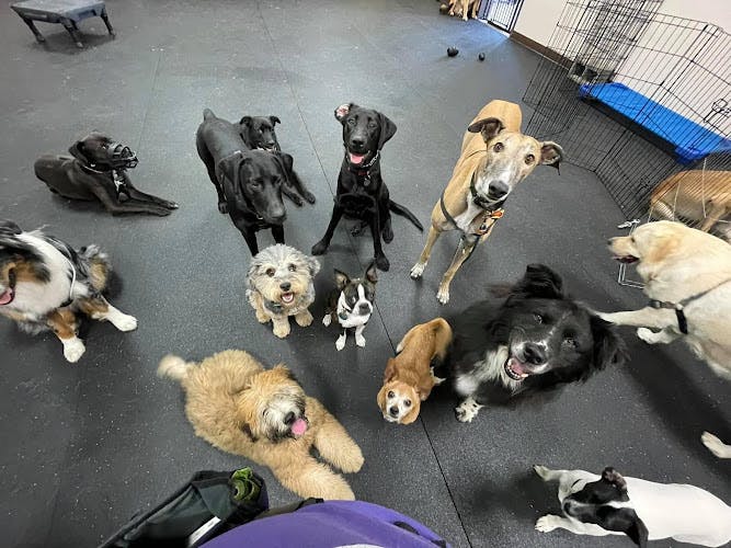 Dog day care center Harmony Canine Training Portland