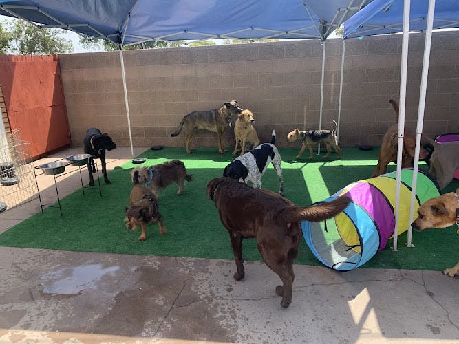 Dog day care center Little Rascals Dog Walking and Pet Sitting Long Beach
