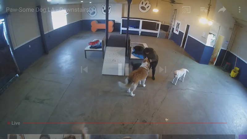 Dog day care center Paw-some Dog Santa Monica