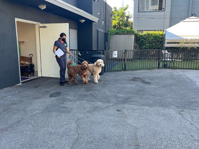 Dog day care center Pine Animal Hospital & Integrative Wellness Center Long Beach