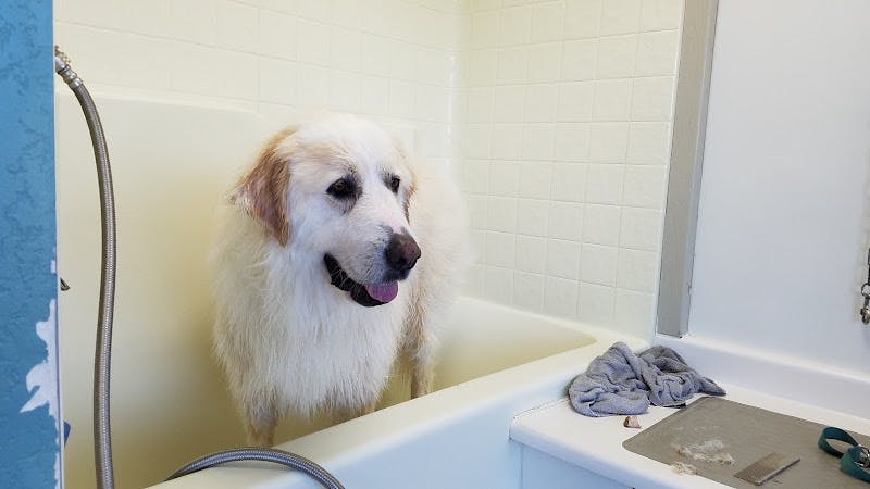 Dog day care center Rub-A-Dub Dog Bath Vallejo