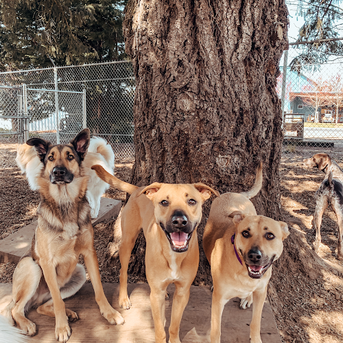 Dog day care center Safe & Hound Doggy Daycare Portland