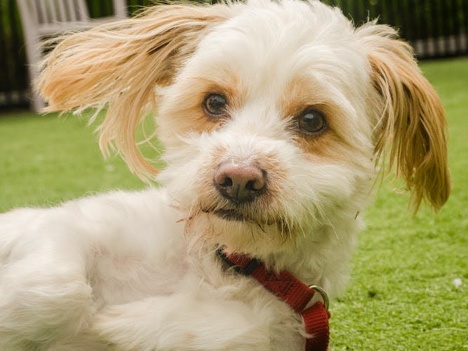 Dog day care center Silicon Valley Animal Control Authority Santa Clara