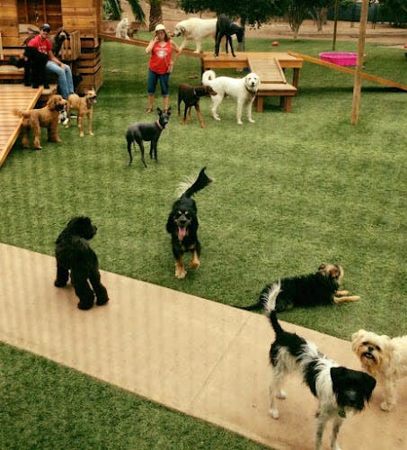 Dog day care center Woof Academy Carlsbad