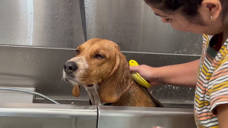 Dog Grooming Andy's Pet Grooming & Self Wash Pasadena