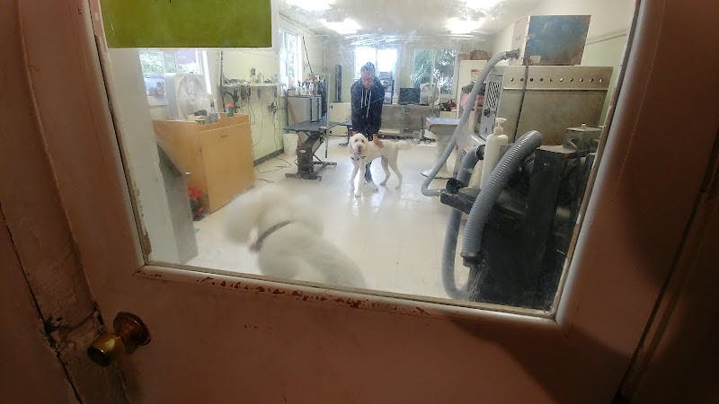 Dog Grooming Beauty & the Beasts Pet Grooming San Francisco