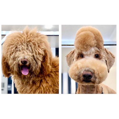 Dog Grooming Dogue Spa - The Coolest Dog Grooming Salon Carson