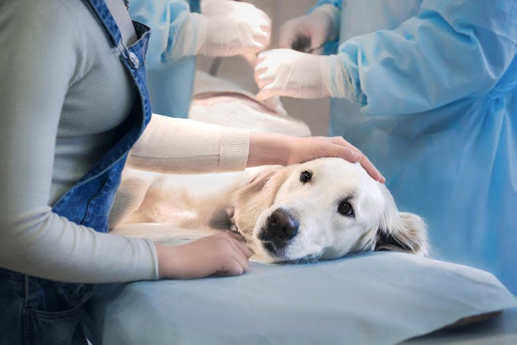 Dog Grooming Juanita Hills Animal Hospital Kirkland