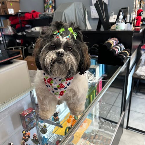 Dog Grooming Le Pooch Grooming & Boutique San Jose