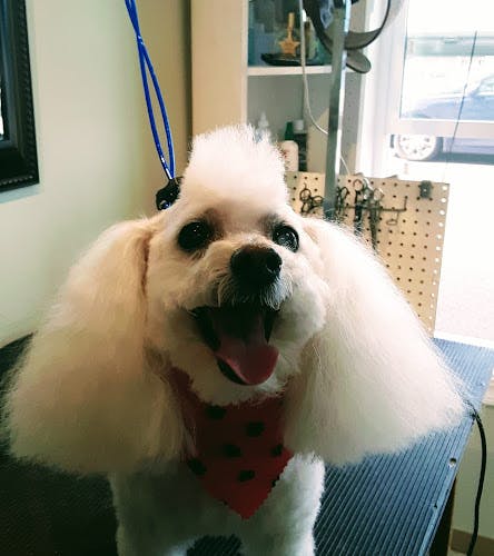 Dog Grooming Nevas grooming salon Everett