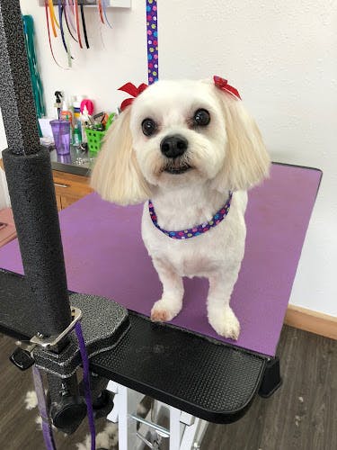 Dog Grooming Shaggy Tails Dog Salon, LLC Gresham