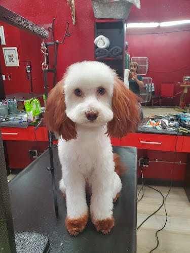 Dog Grooming The Poodle Puff Burbank