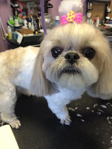 Dog Grooming Wags To Whiskers Long Beach