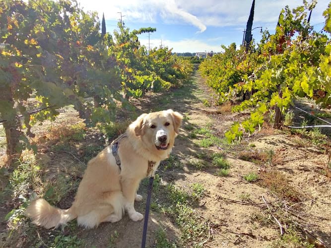 Dog Park Baily Vineyard Temecula