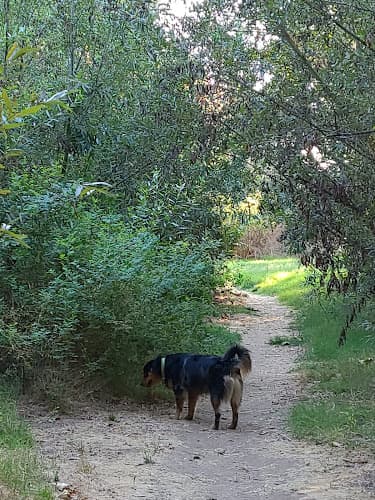 Dog Park Dinwiddie Preserve Temecula