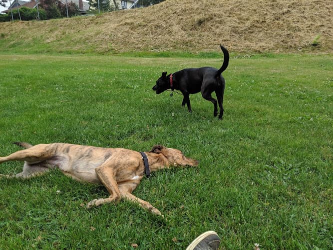 Dog Park Doyle Park Everett