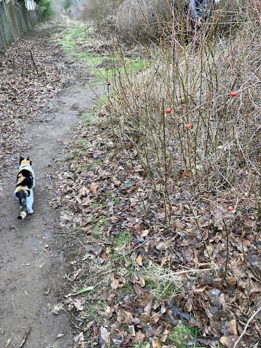 Dog Park Gabbert Butte Gresham