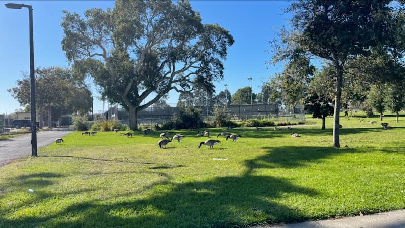 Dog Park Nicholl Park Richmond