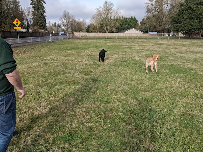 Dog Park Vydra Park Vancouver