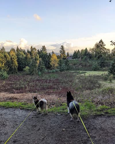 Dog Park Watershed Park Kirkland