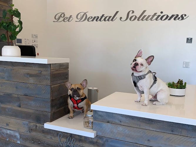 Pet boarding service Pet Dental Solutions Huntington Beach