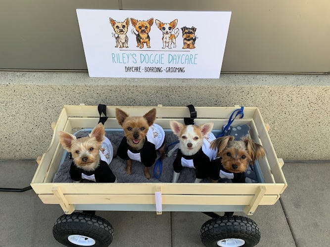 Pet boarding service Riley's Doggie Daycare Los Angeles