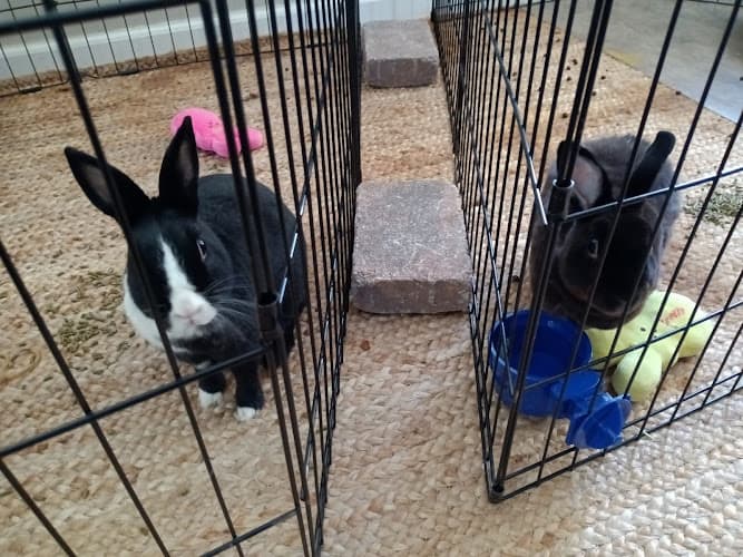 Rescue & Shelter Bunnyluv Simi Valley