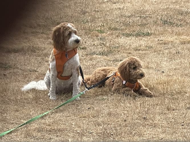 Rescue & Shelter Freedom Labradoodles Salem