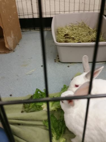 Rescue & Shelter Rabbit Meadows Tacoma