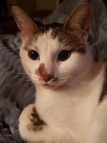 Dog day care center The Purring Parrot San Diego