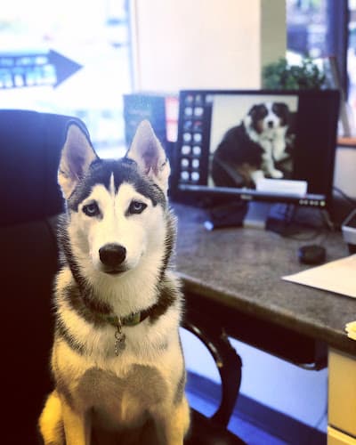 Pet boarding service Animal Medical Center of Orange Orange