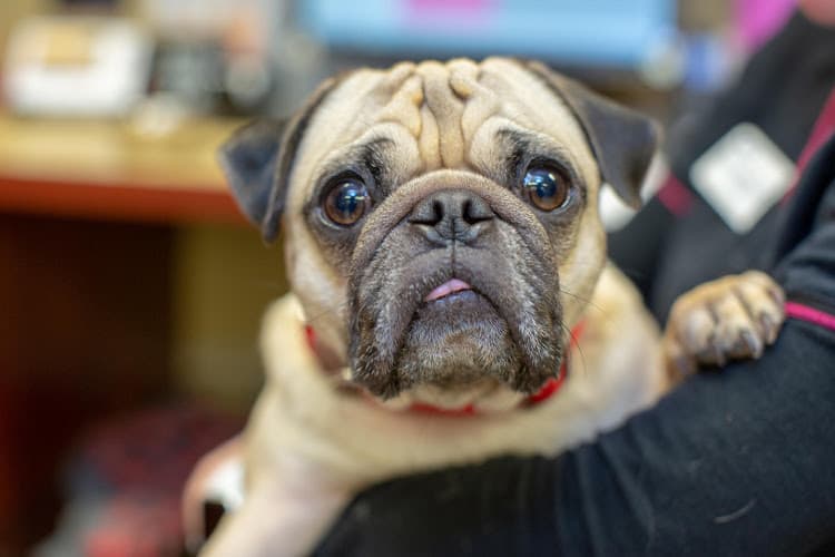 Pet boarding service VCA Sacramento Veterinary Referral Center Sacramento