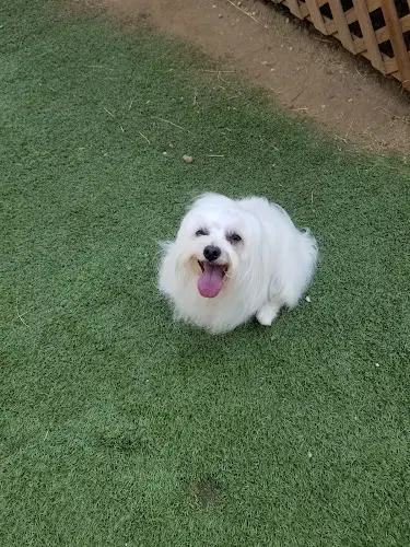 Pet boarding service California Animal Rehabilitation Los Angeles