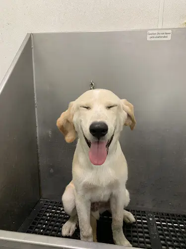Pet boarding service Muttropolitan Los Angeles