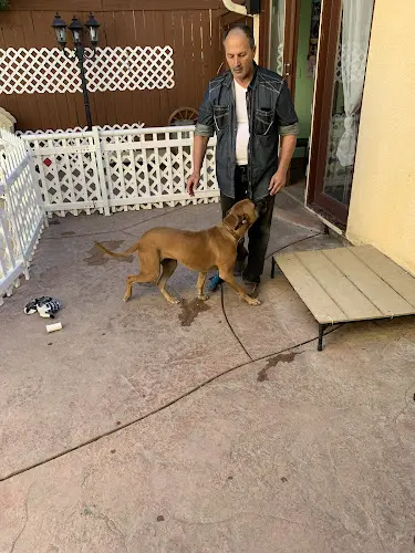 Pet boarding service Fay’s Loving Pets Boarding Services Los Angeles